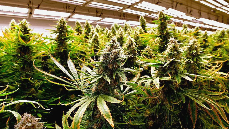 20-Year Study Examines How Marijuana Use Affects DNA and Epigenetics