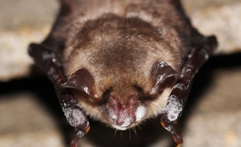 Scientists Identify Second Fungus Species Behind White-Nose Disease, Raising Concerns for North American Bats