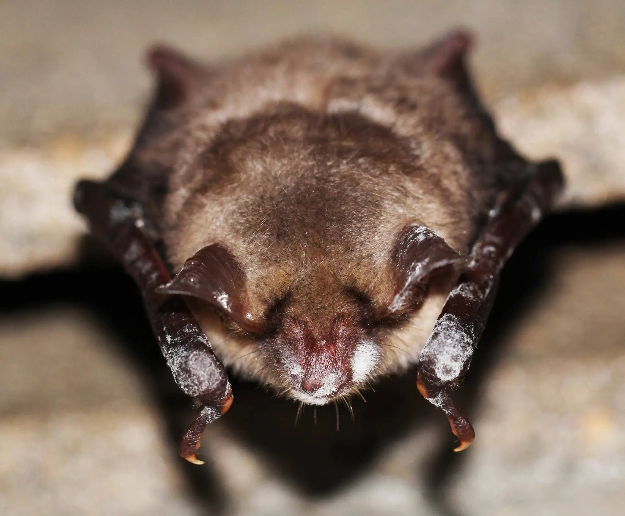 Scientists Identify Second Fungus Species Behind White-Nose Disease, Raising Concerns for North American Bats