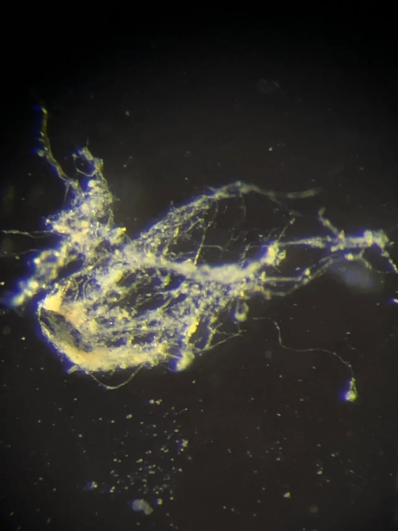 New Electrically Conductive Bacteria Discovered, Offering Potential for Bioelectronics