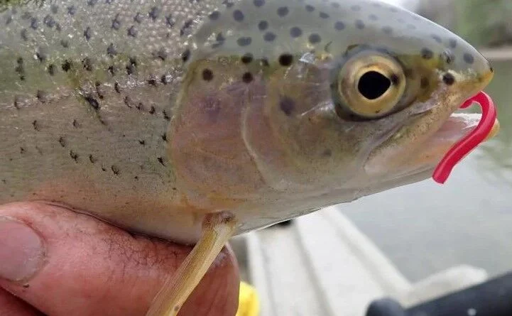 Wyoming Advisory Board Formed to Develop Rules for Commercial Fishing Boat Guides