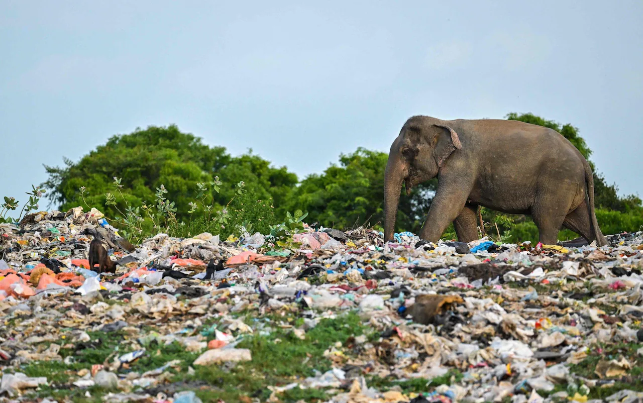 The Hidden Human Cost of Plastic: A Deep Dive into Our Disposable Culture