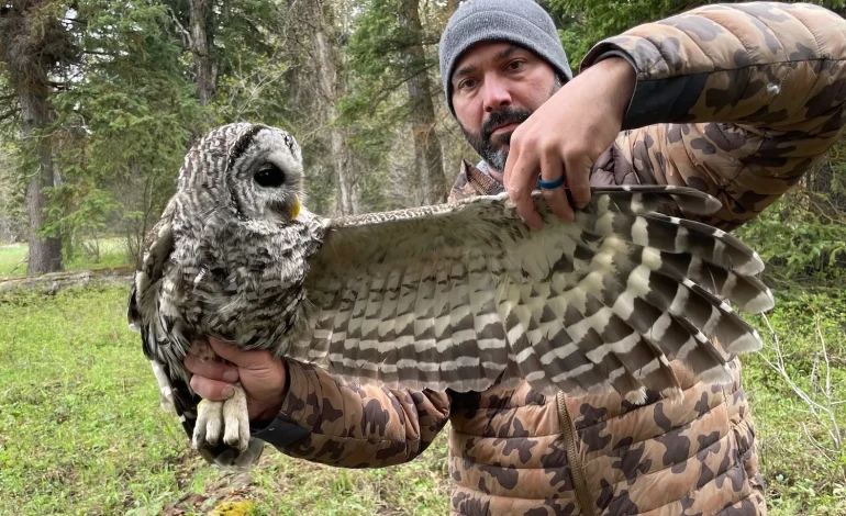 Scientists Tag Wyoming’s First Barred Owl Near Grand Teton Nest to Study Impact on Native Raptors
