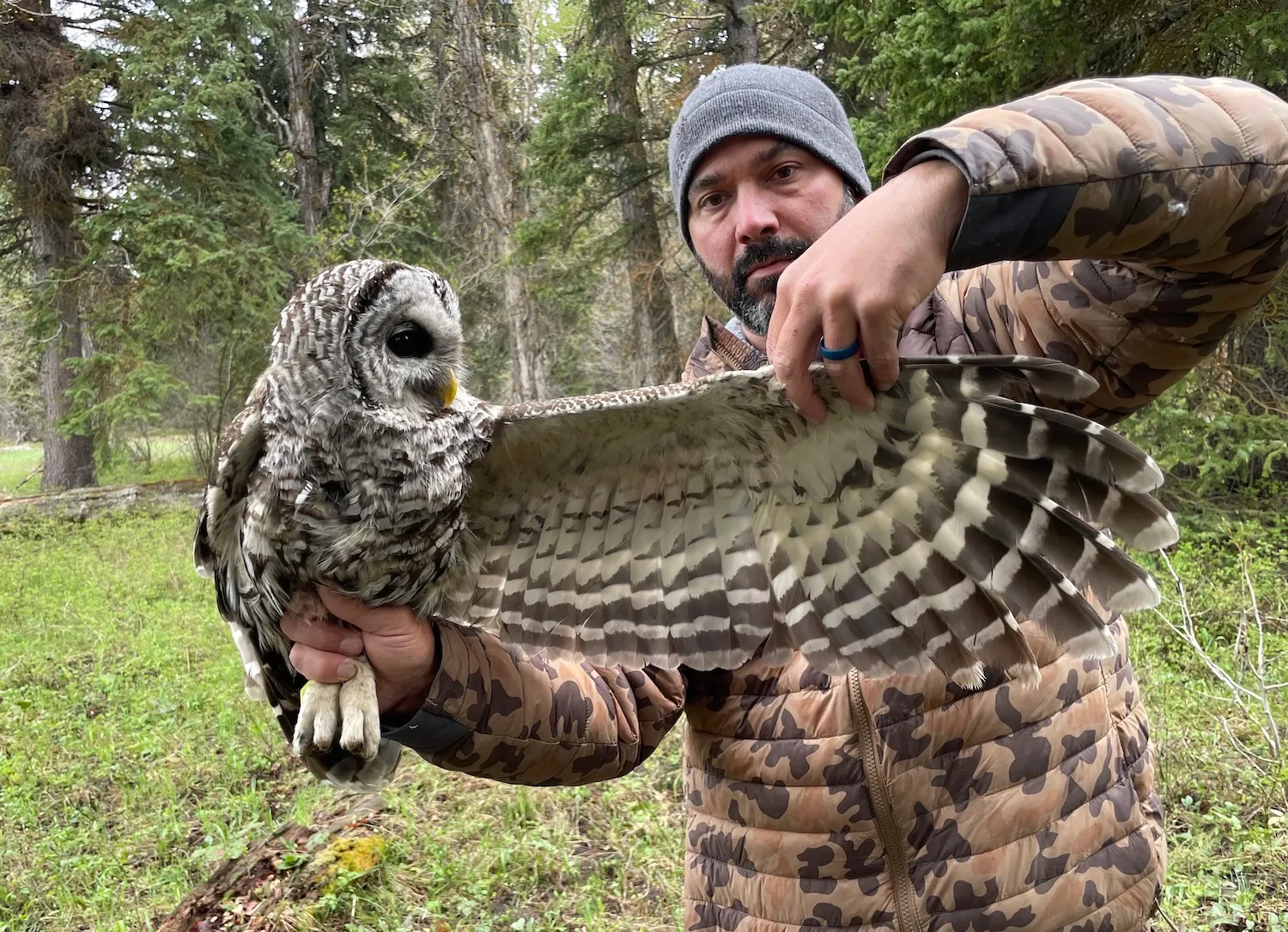 Scientists Tag Wyoming’s First Barred Owl Near Grand Teton Nest to Study Impact on Native Raptors
