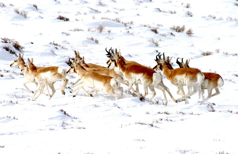 Federal Budget Cuts Threaten Future of Wyoming Wildlife Research Unit