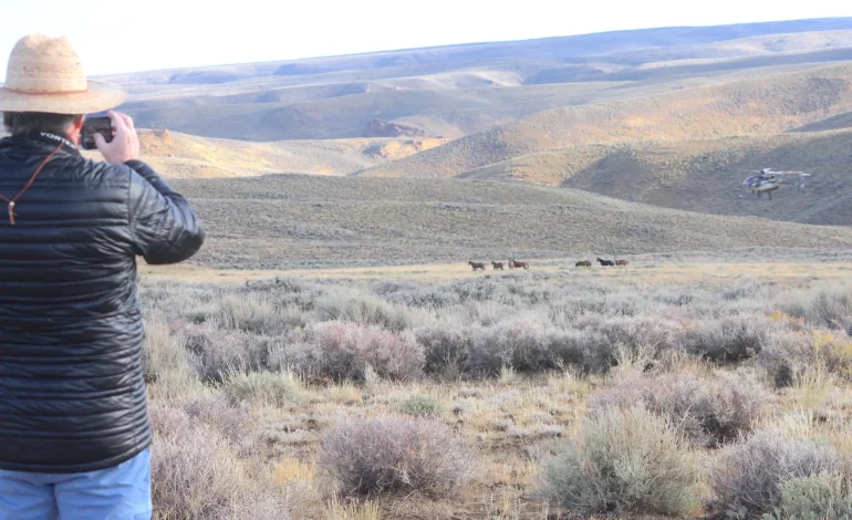 BLM Finalizes Plan to Remove Wild Horses from Wyoming’s Checkerboard Region Starting in July