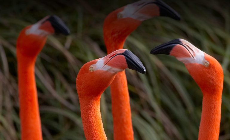Flamingos Use Vortex-Generating Techniques to Capture Prey Underwater