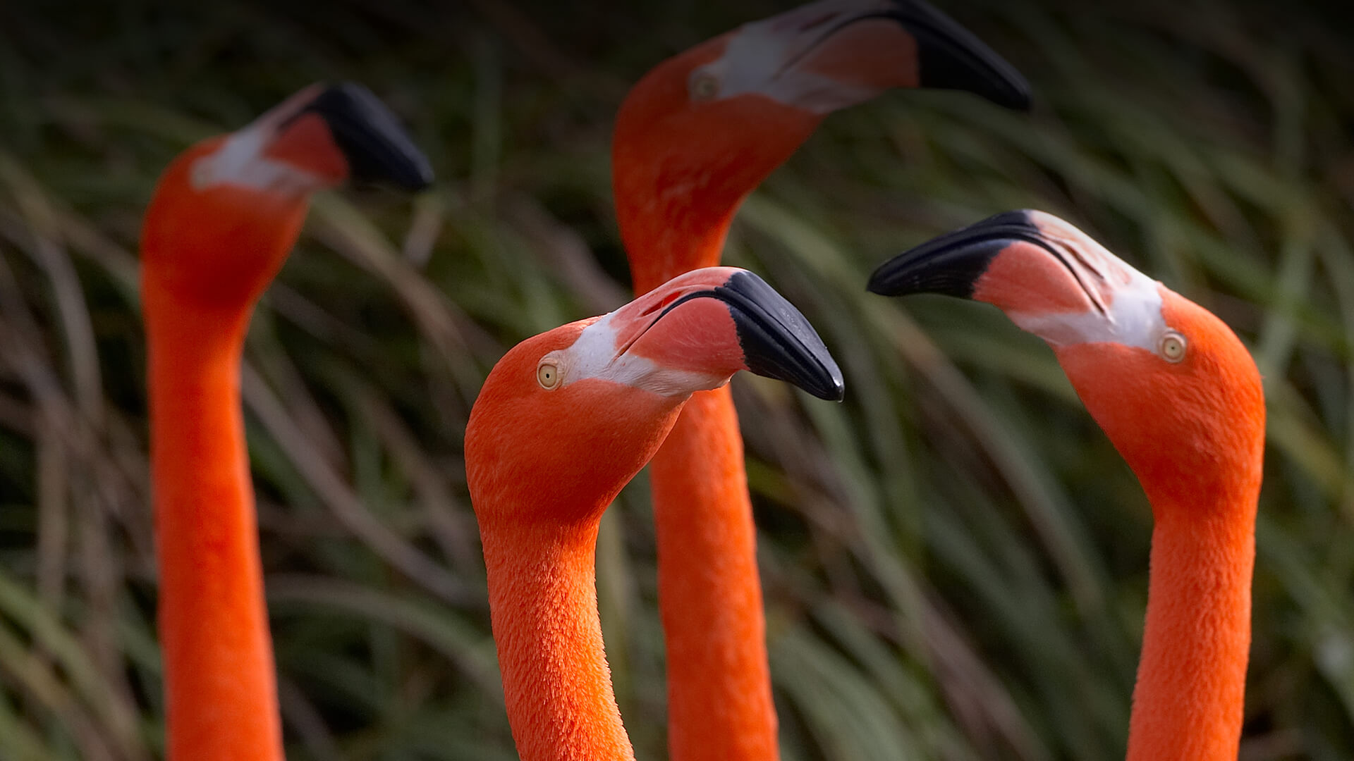 Flamingos Use Vortex-Generating Techniques to Capture Prey Underwater