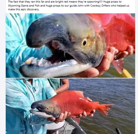 Social Media Sparks Discussion on Wyoming’s Kokanee Salmon Fishing