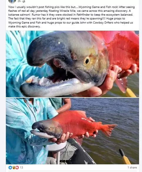 Social Media Sparks Discussion on Wyoming’s Kokanee Salmon Fishing