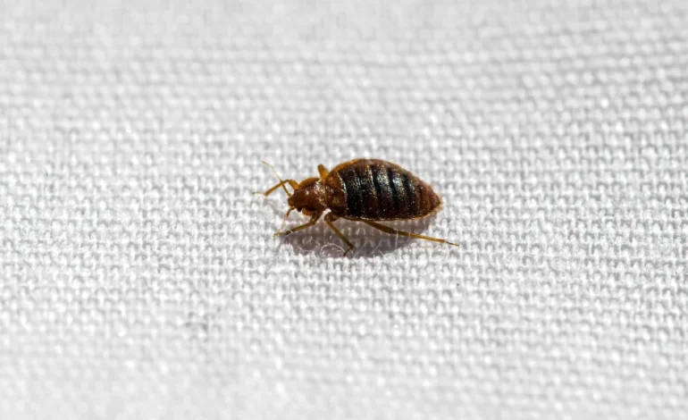 Study Traces Bed Bugs’ Origins to Early Human Settlements, Labeling Them the First Urban Pest