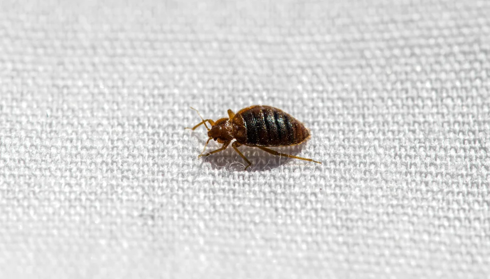 Study Traces Bed Bugs’ Origins to Early Human Settlements, Labeling Them the First Urban Pest