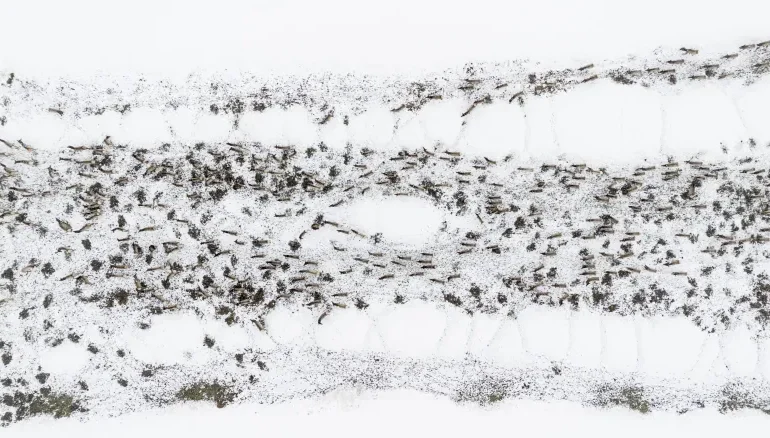 Northwest Wyoming Elk Hunting Faces Uncertain Future as Disease Threatens Herds
