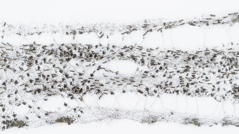 Northwest Wyoming Elk Hunting Faces Uncertain Future as Disease Threatens Herds