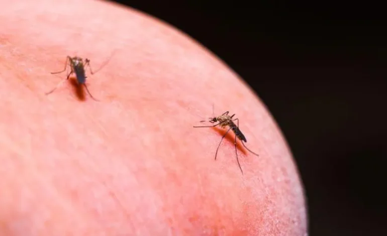 Scientists Explore Innovative Malaria Control by Treating Mosquitoes with Antimalarial Drugs