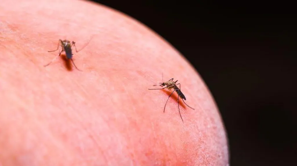 Scientists Explore Innovative Malaria Control by Treating Mosquitoes with Antimalarial Drugs