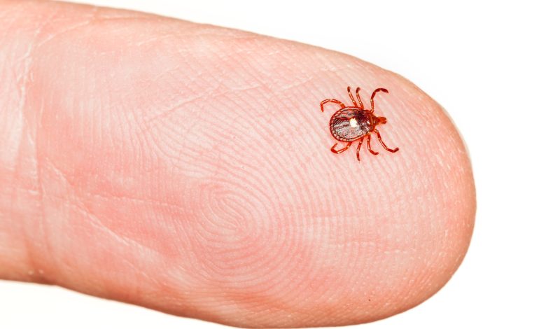 Tick Bite Prevention: How to Stay Safe Outdoors This Summer