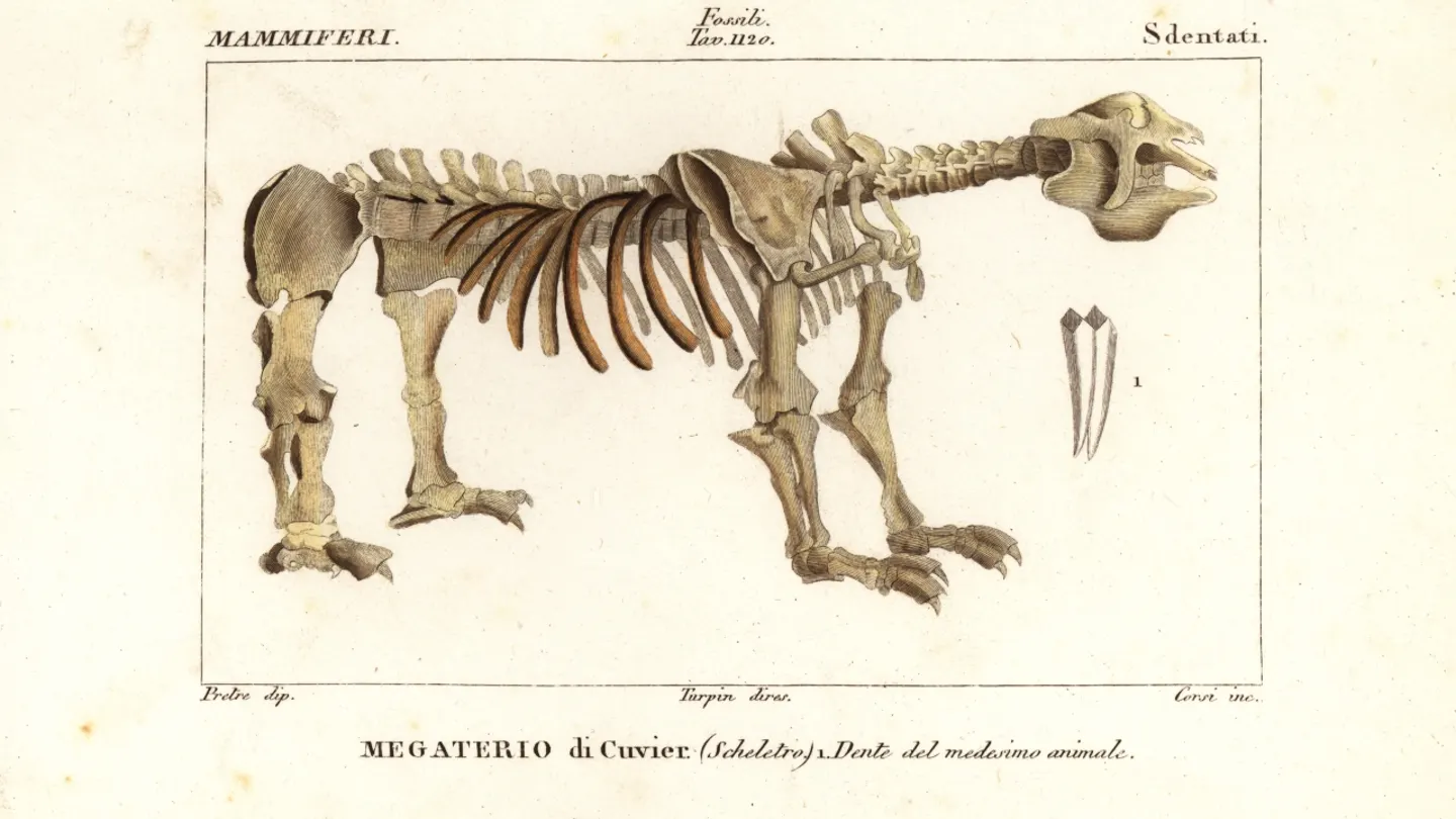 Giant Ground Sloth Discovered in Texas During Highway Excavation Project
