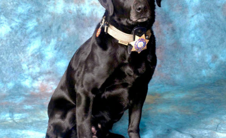 Explosives Detection K9 Duster Retires After Nine Years with Wyoming Highway Patrol