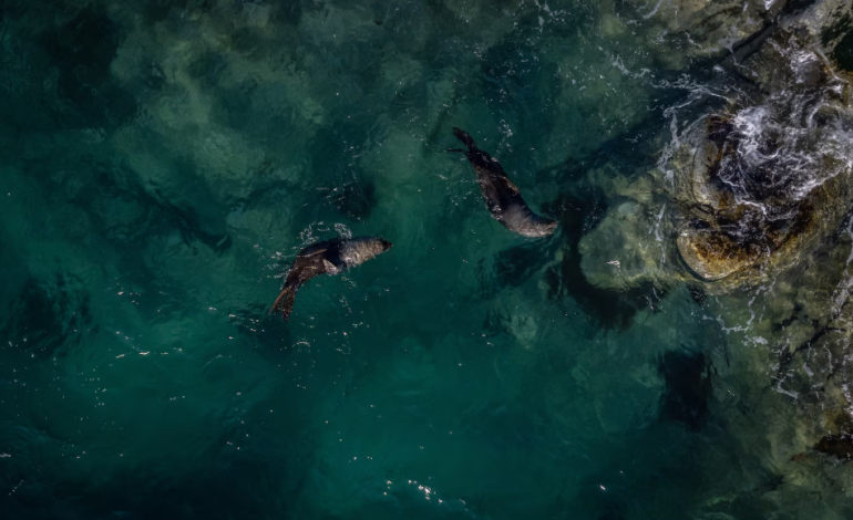 Warming Seas Are Changing Ocean Colors, Raising Questions for Marine Life and Human Communities