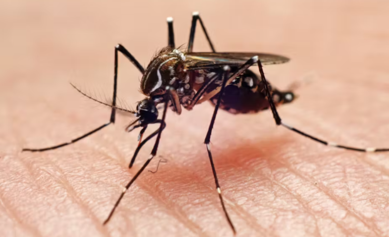 Wyoming Health Officials Urge Precaution as Mosquitoes Test Positive for West Nile Virus