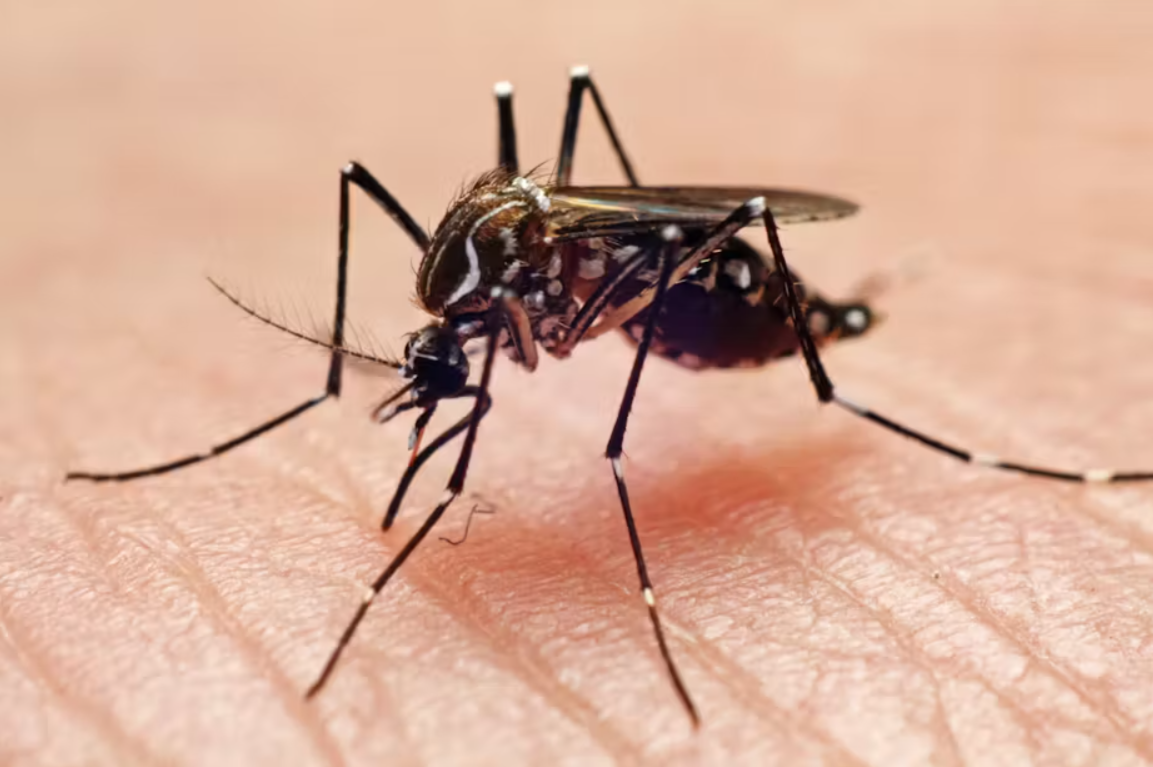 Wyoming Health Officials Urge Precaution as Mosquitoes Test Positive for West Nile Virus