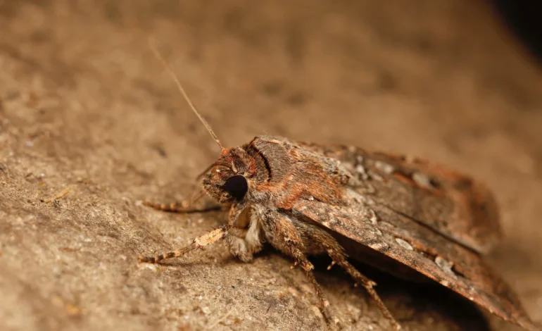 Australian Moths Use Starry Skies to Navigate Long-Distance Migration, Study Finds