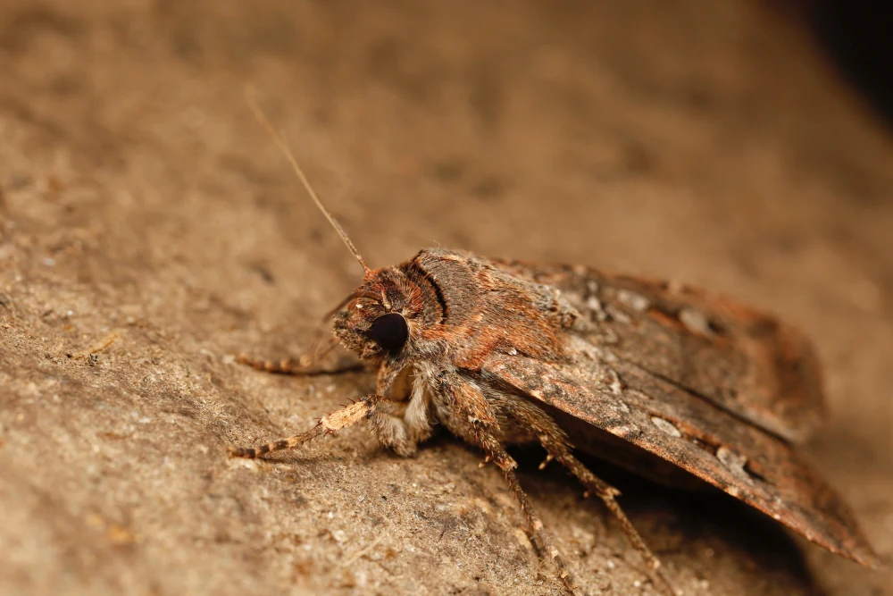 Australian Moths Use Starry Skies to Navigate Long-Distance Migration, Study Finds