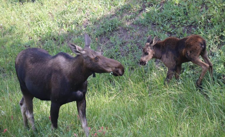 Moose Killed, Calves Euthanized After Human-Wildlife Conflict in Bighorn National Forest