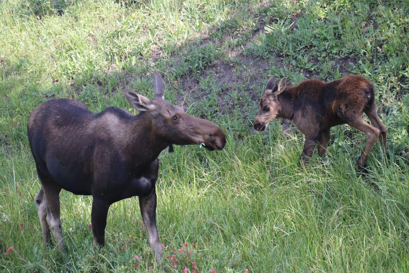 Moose Killed, Calves Euthanized After Human-Wildlife Conflict in Bighorn National Forest