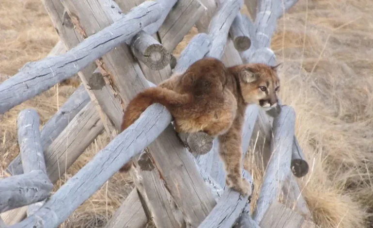 Wyoming Maintains High Mountain Lion Hunting Limits Amid Concerns Over Mature Cat Decline