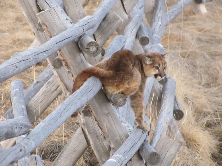 Wyoming Maintains High Mountain Lion Hunting Limits Amid Concerns Over Mature Cat Decline