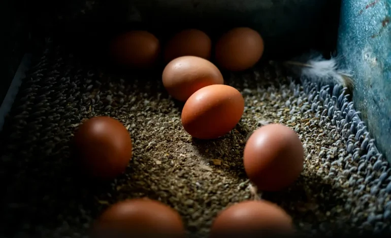 CDC Issues Recall of 1.7 Million Eggs Linked to Salmonella Outbreak