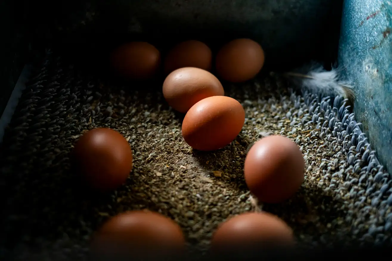 CDC Issues Recall of 1.7 Million Eggs Linked to Salmonella Outbreak