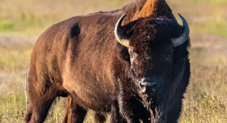 Kemmerer Resident Wins 2025 Wyoming Governor’s Wild Bison Raffle