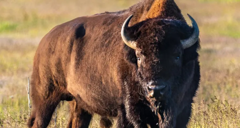 Kemmerer Resident Wins 2025 Wyoming Governor’s Wild Bison Raffle