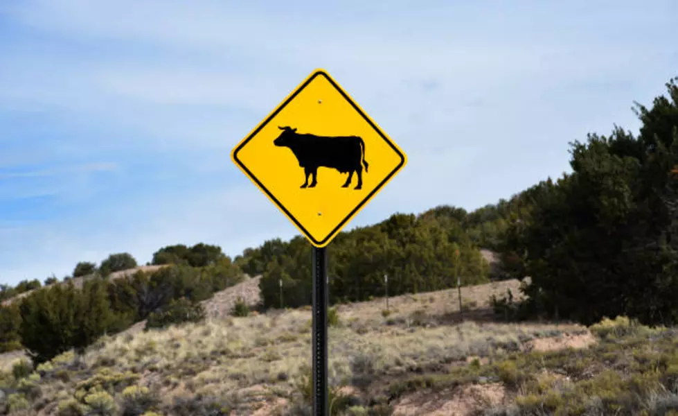 Wyoming Leads Nation in Farm and Ranch Size, Wool Production, and Agricultural Innovation