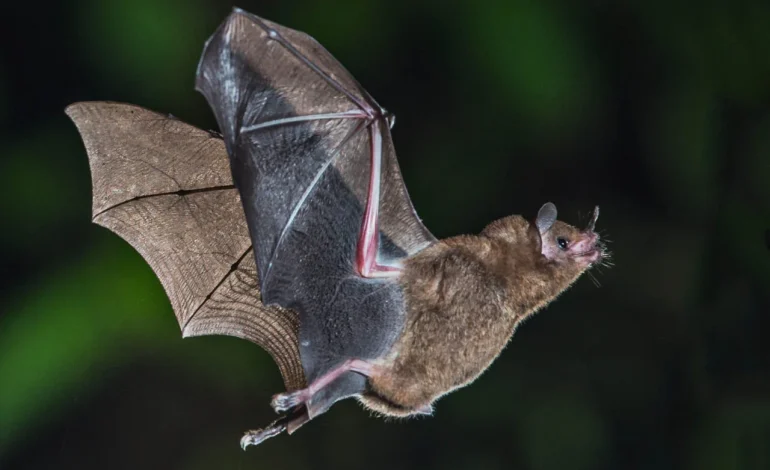 How Bats’ Natural Cancer Resistance Could Inform Human Treatments