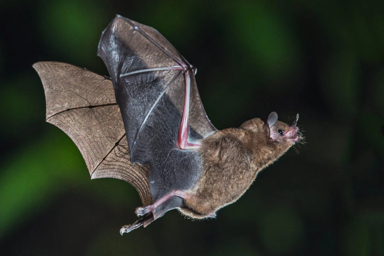 How Bats’ Natural Cancer Resistance Could Inform Human Treatments