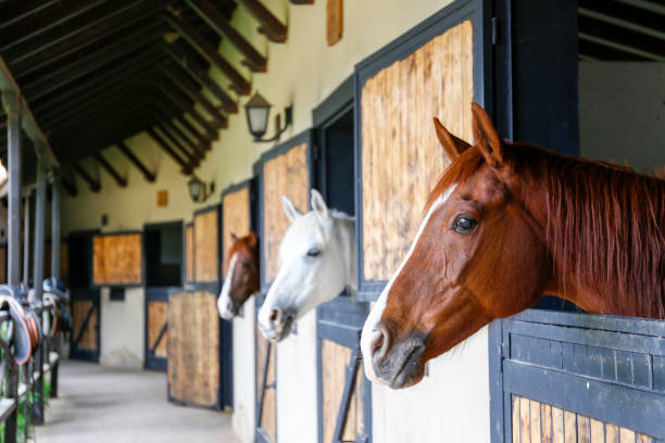 Equine Influenza Detected in Wyoming Horses; Quarantine Measures Implemented