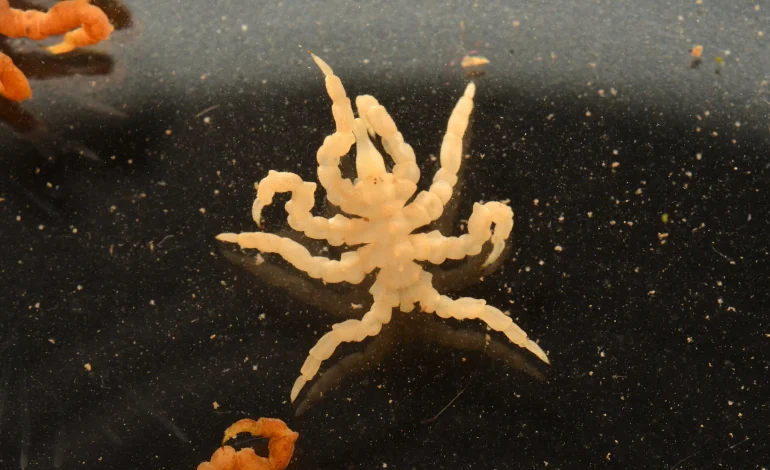 Missing Gene May Explain Why Sea Spiders Lack Abdomens, New Study Suggests