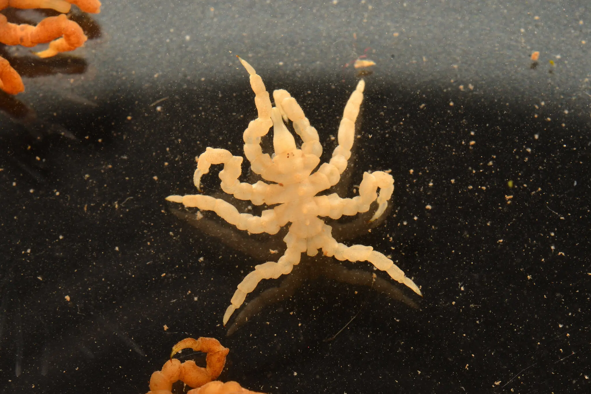 Missing Gene May Explain Why Sea Spiders Lack Abdomens, New Study Suggests