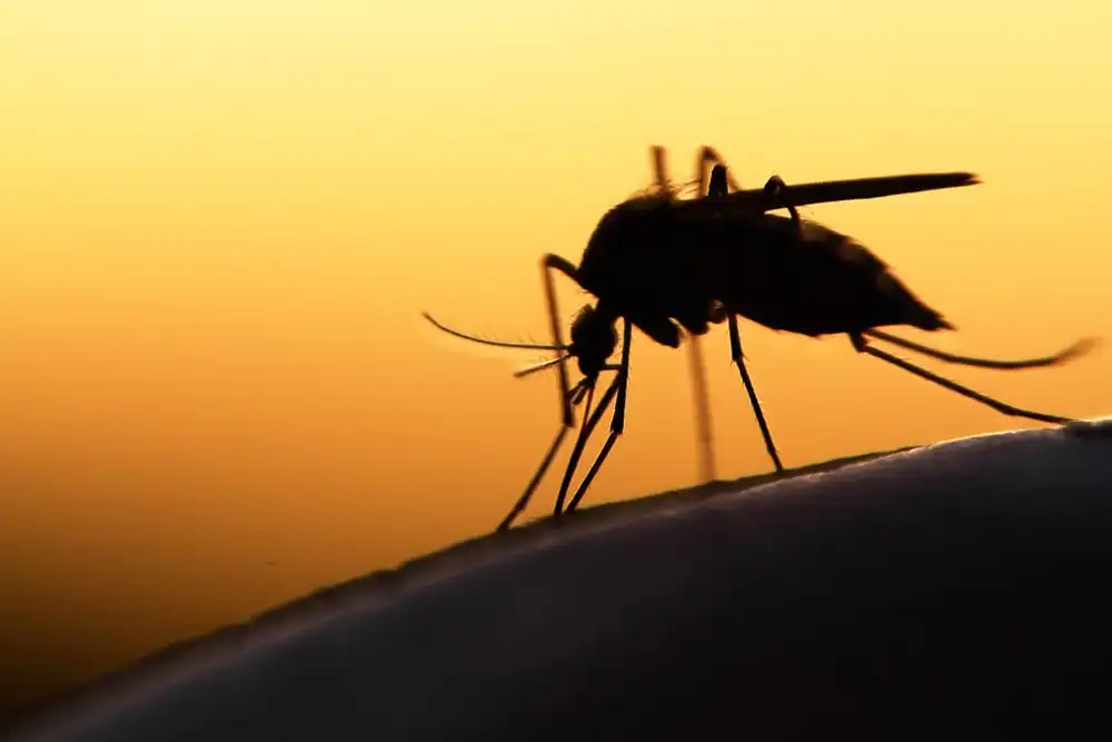 First West Nile Case of 2025 Hits Laramie County as Mosquito Activity Ramps Up