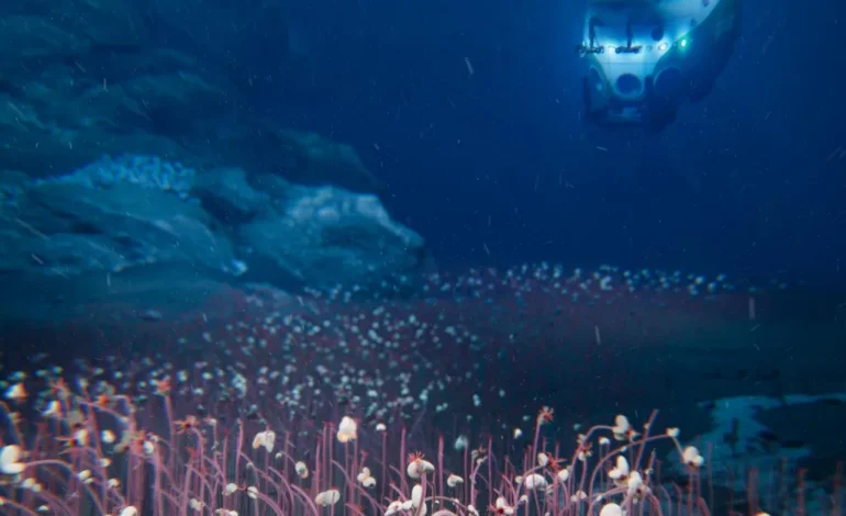 Life at the Bottom: Scientists Discover Thriving Ecosystem 30,000 Feet Under the Sea
