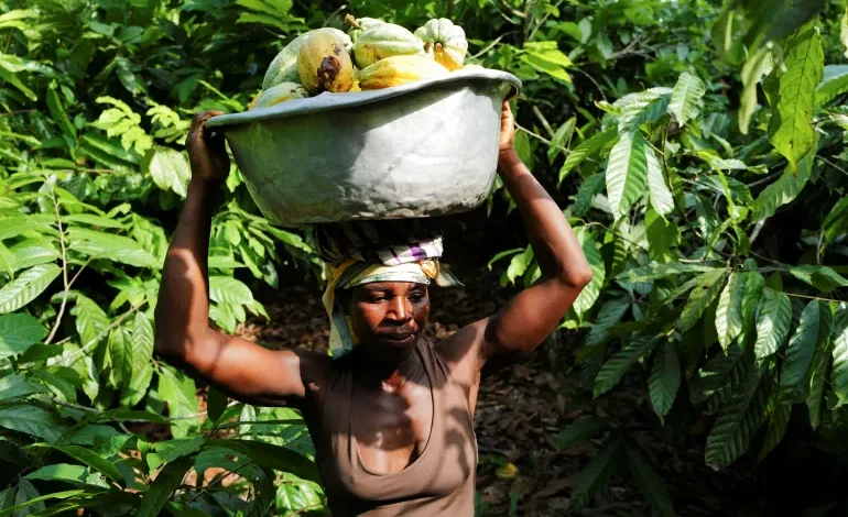 Heatwaves, Floods, Droughts: How Climate Chaos Is Spiking Global Grocery Bills