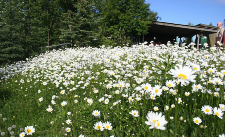 Johnson County Expands Incentive Program to Combat Invasive Weeds