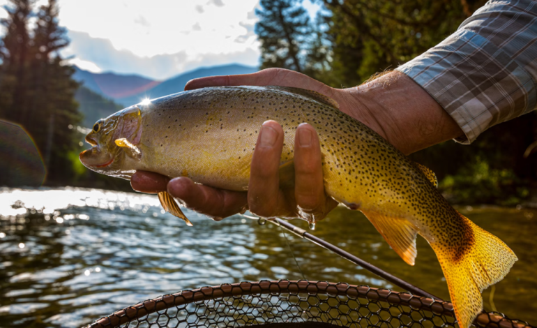 Wyoming Game and Fish Advises Anglers to Modify Summer Fishing Habits to Protect Trout