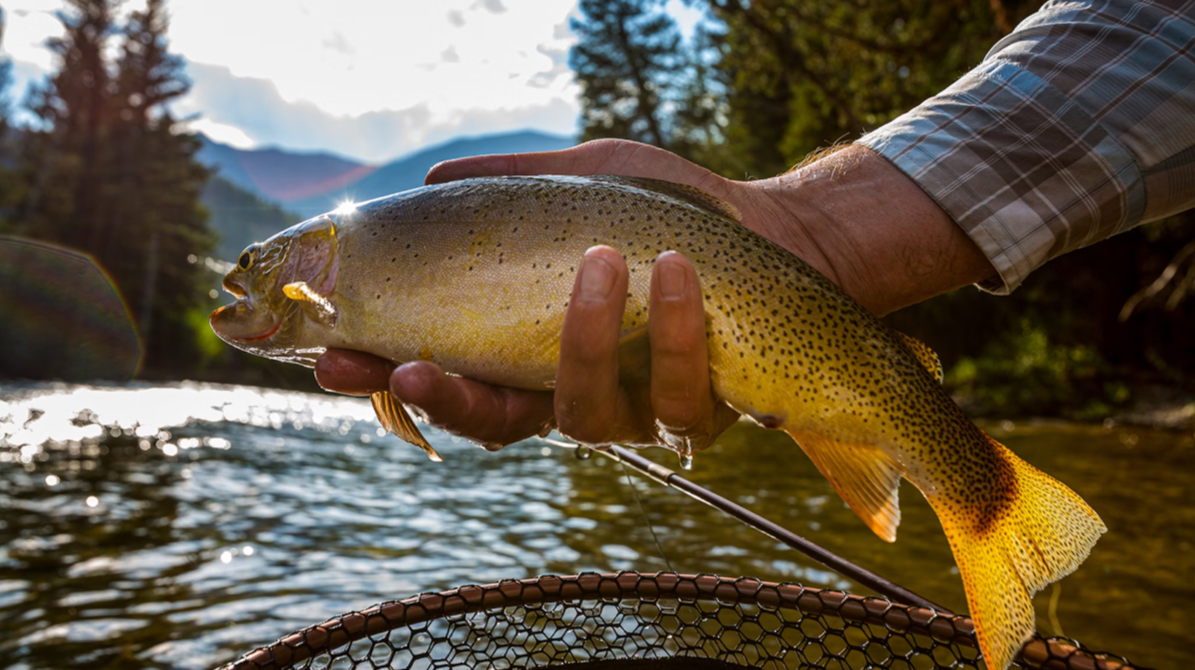 Wyoming Game and Fish Advises Anglers to Modify Summer Fishing Habits to Protect Trout