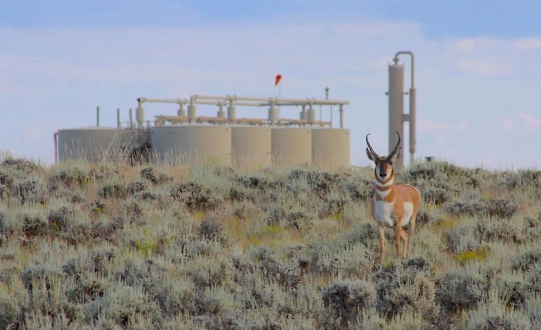 Wyoming’s Pronghorn Migration Corridor Gains Support Amid Ongoing Industry Concerns