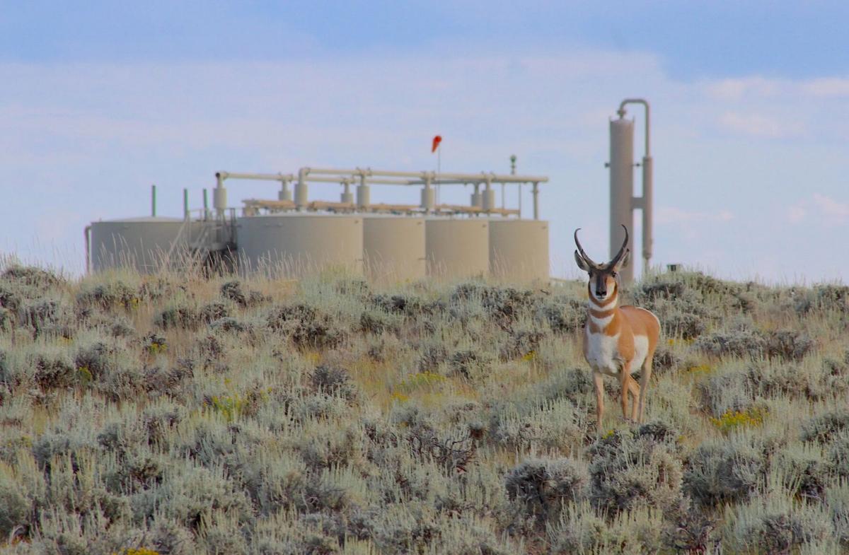 Wyoming’s Pronghorn Migration Corridor Gains Support Amid Ongoing Industry Concerns
